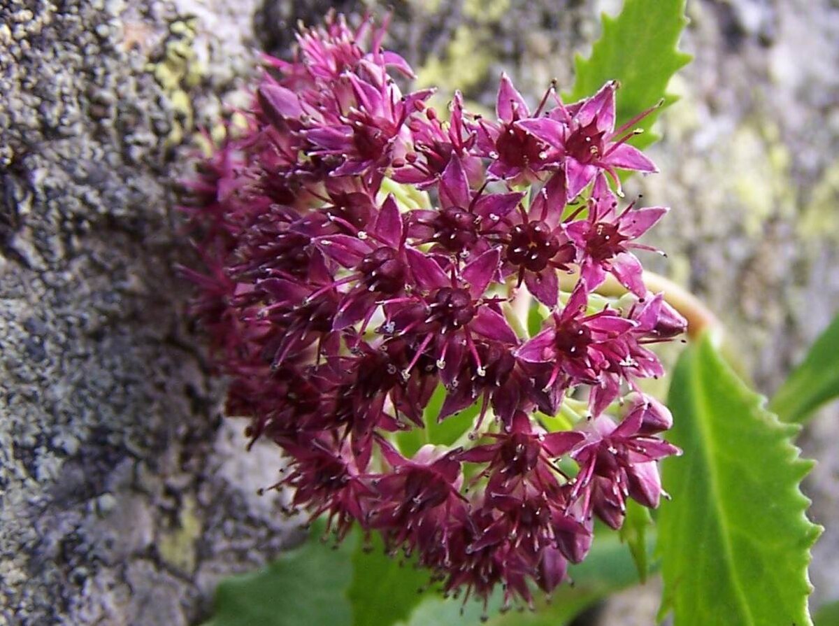 Sedum fabaria a1.jpg