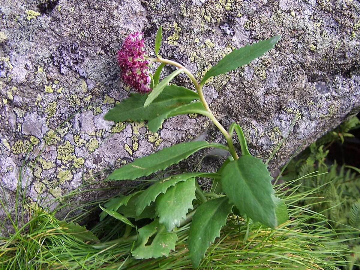 Sedum fabaria a2.jpg