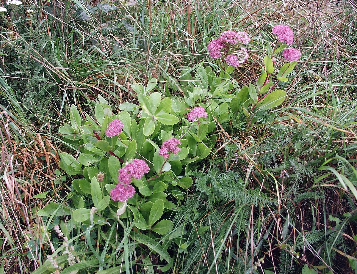 Sedum telephium 210805.jpg