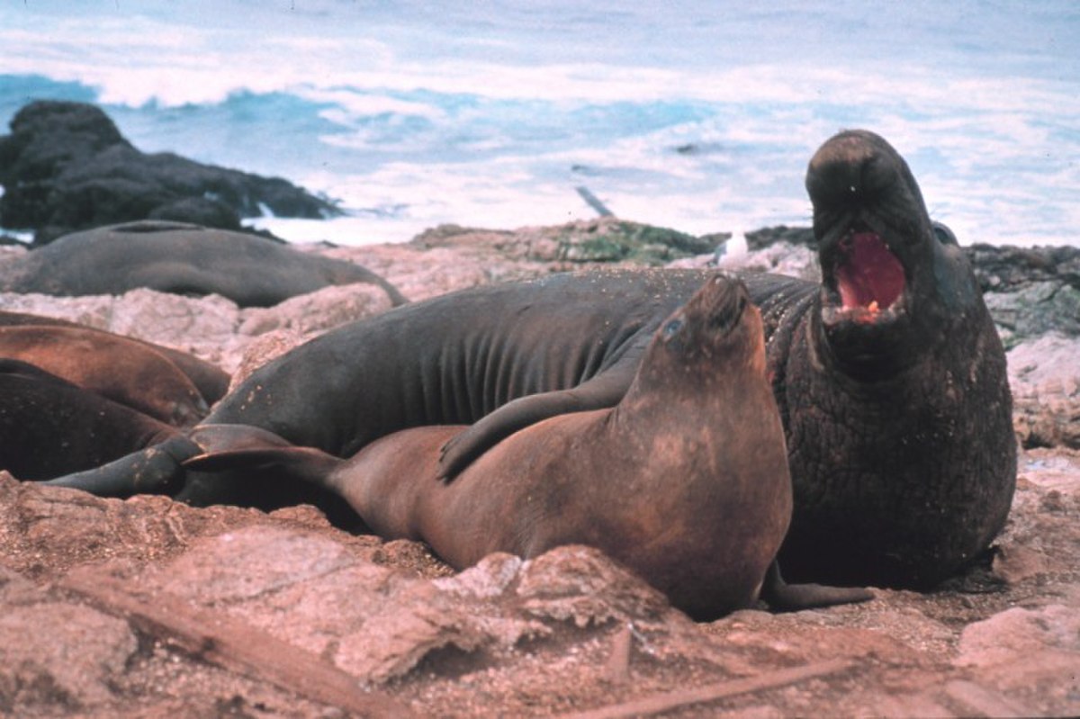 Éléphant de mer