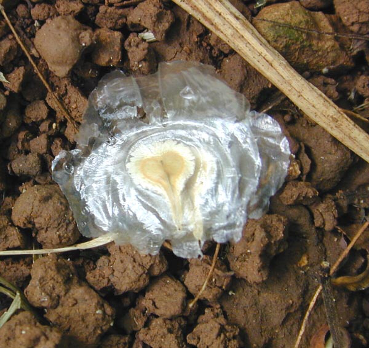 Graine ailée