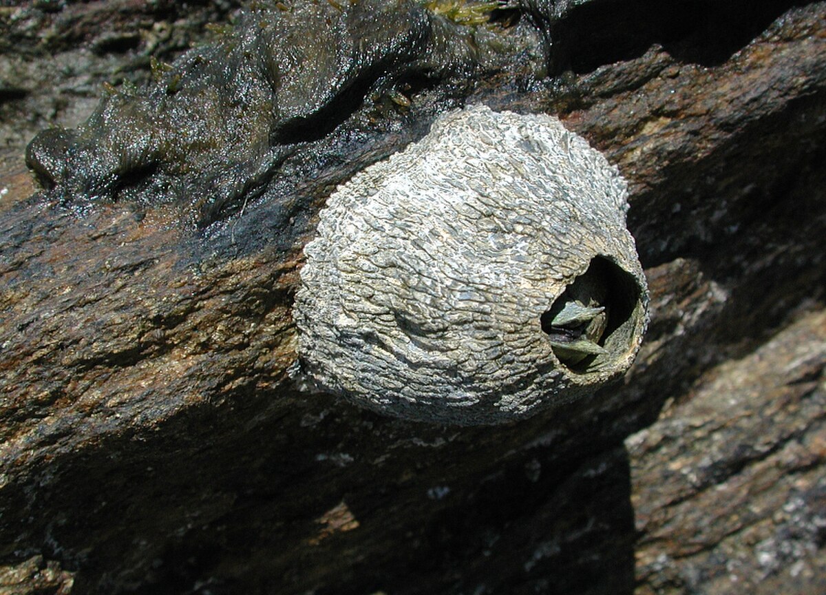 Balanus
