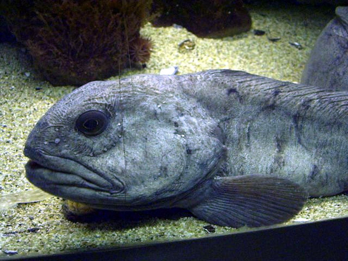Anarhichas lupus
