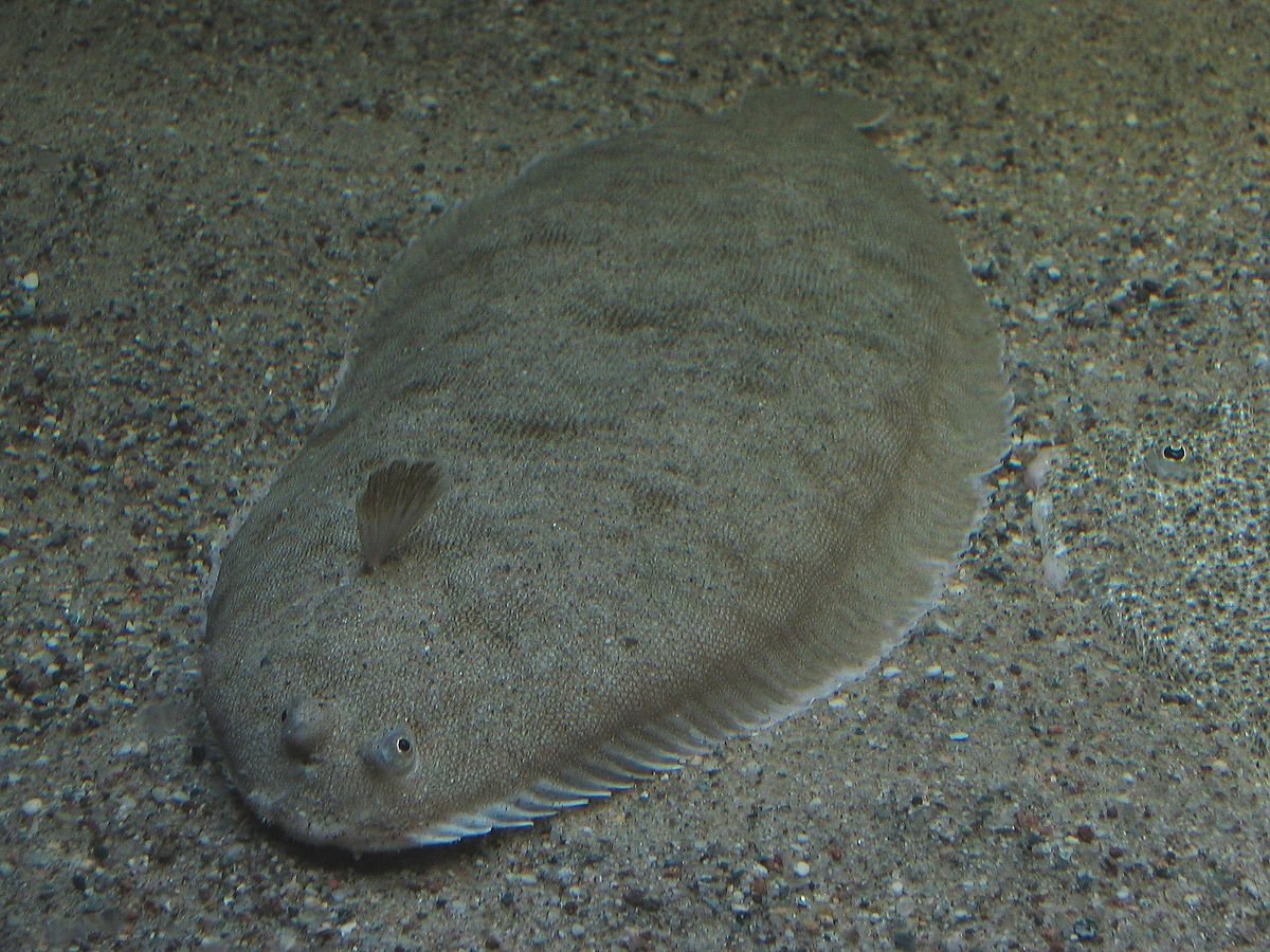 Sole
