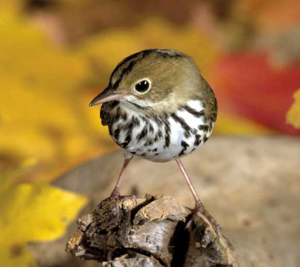 Paruline couronnée