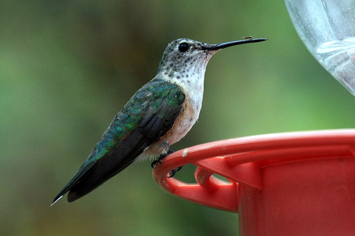 Colibri à queue large