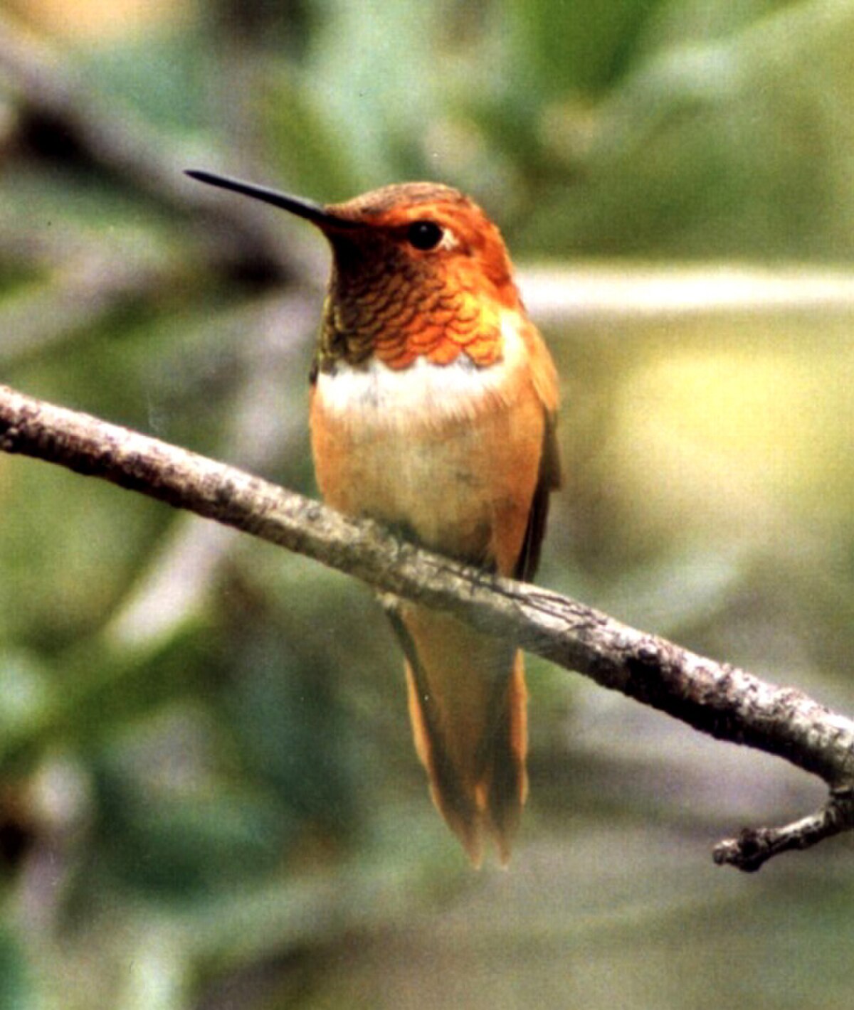 Colibri roux