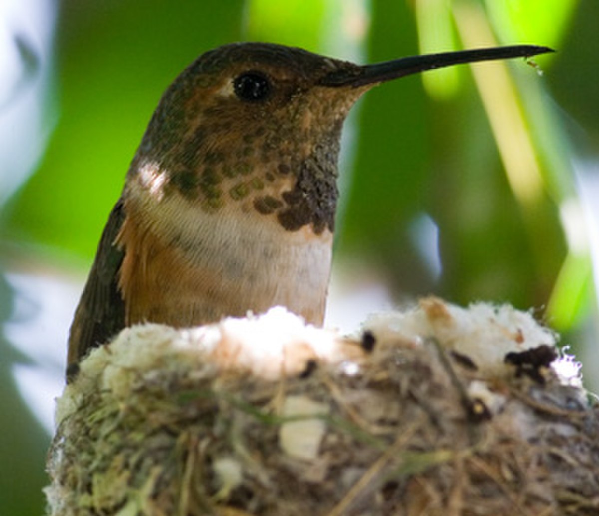 Colibri d'Allen