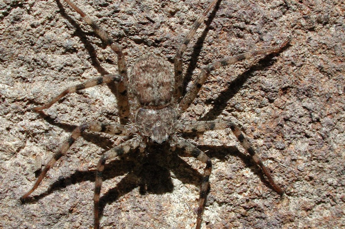 Selenopidae