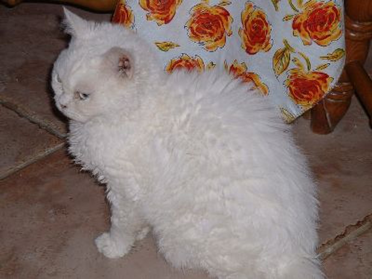 Selkirk rex