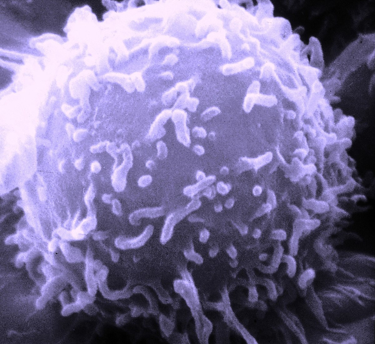Système immunitaire