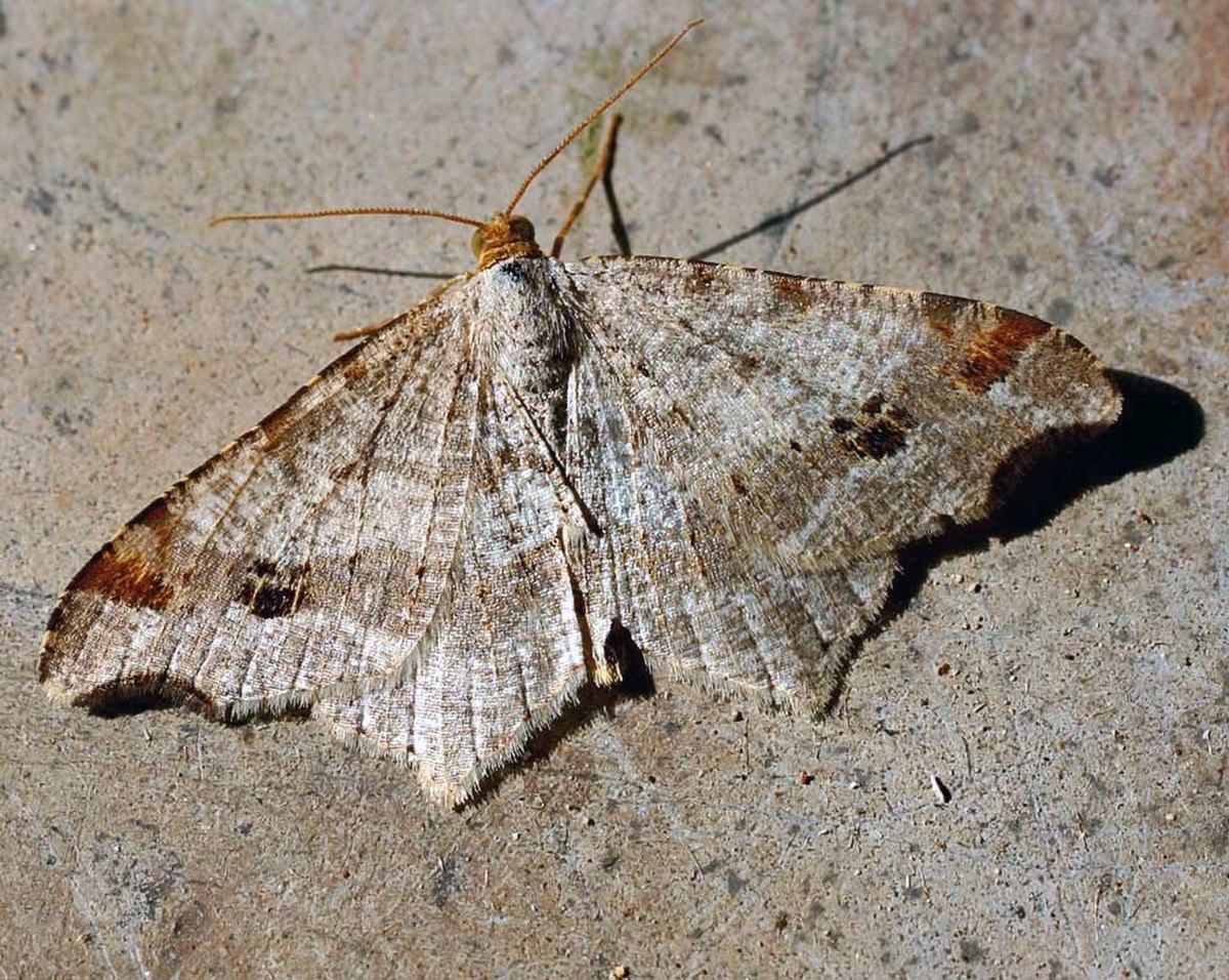 Semiothisa