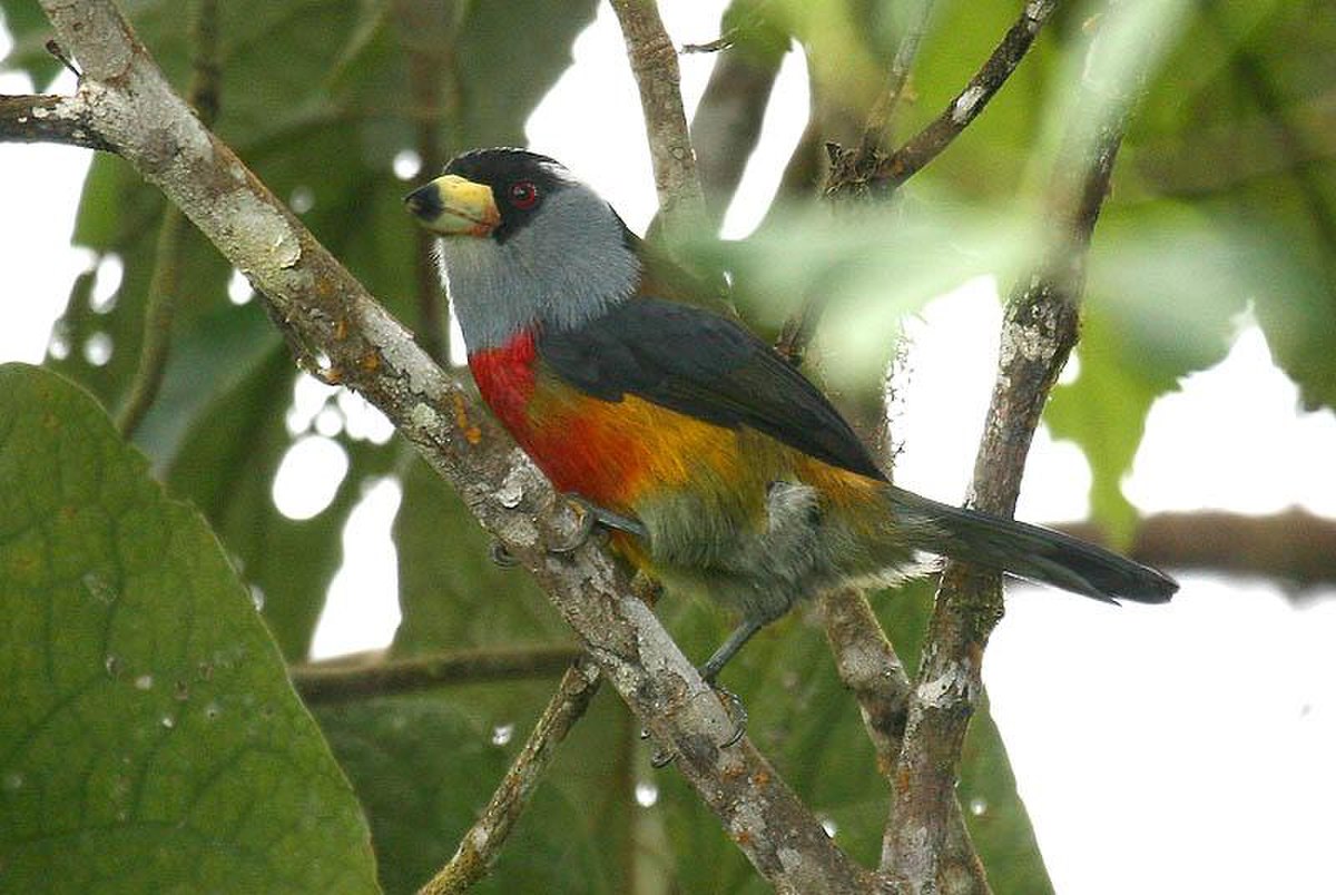 Cabézon toucan