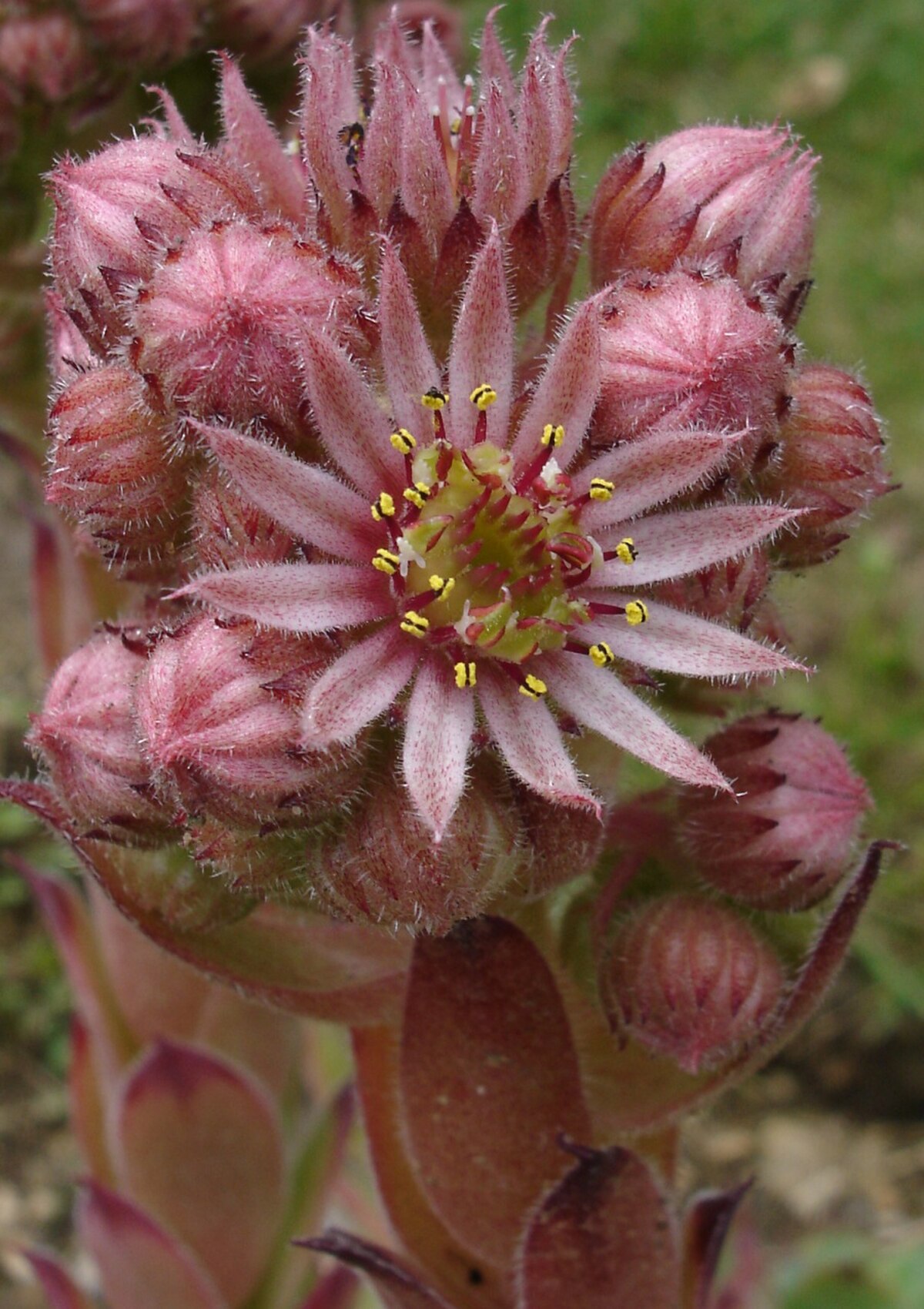 Détail de l'inflorescence