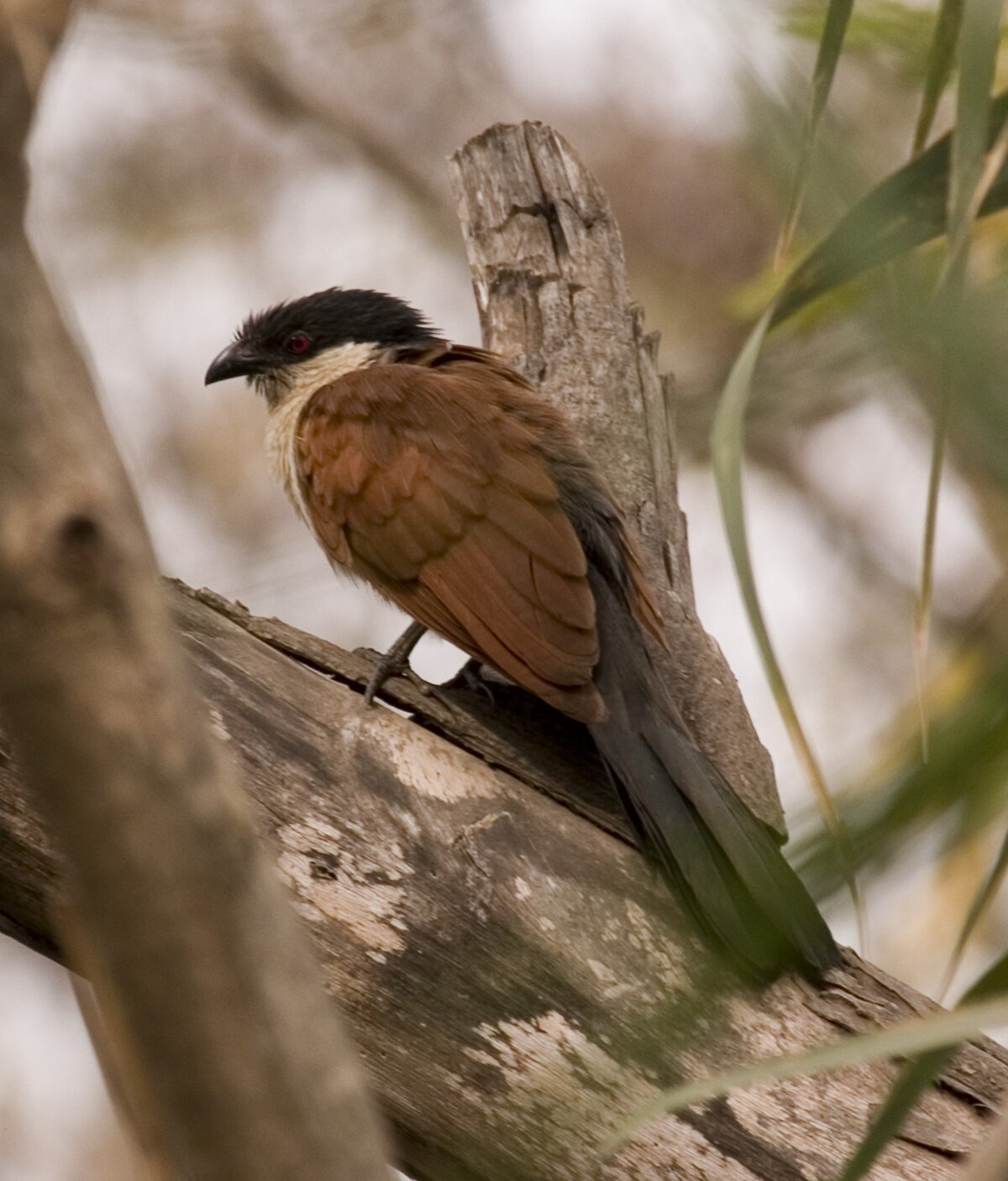 Coucal du Sénégal