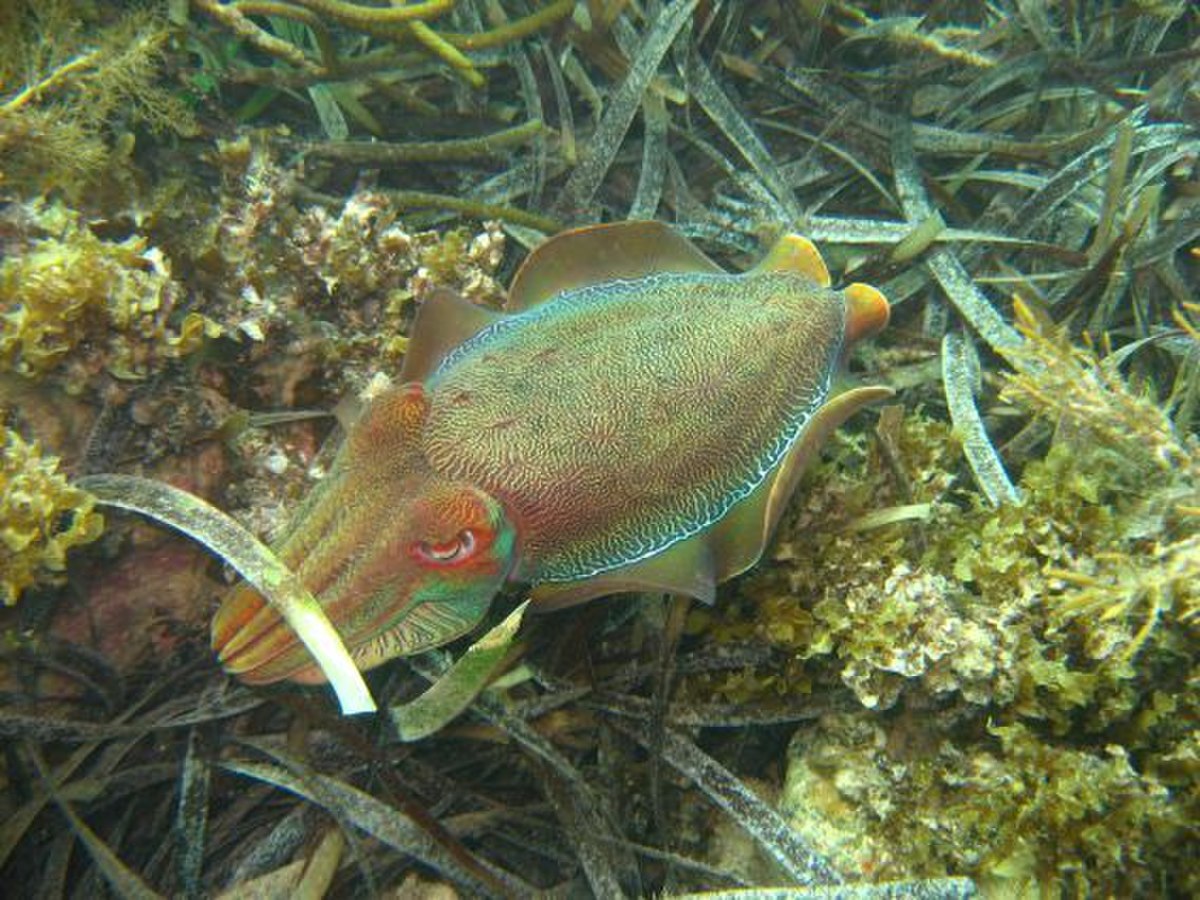 Sepia apama