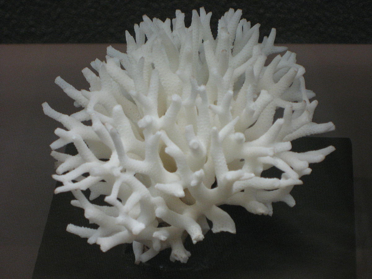 Seriatopora hystrix