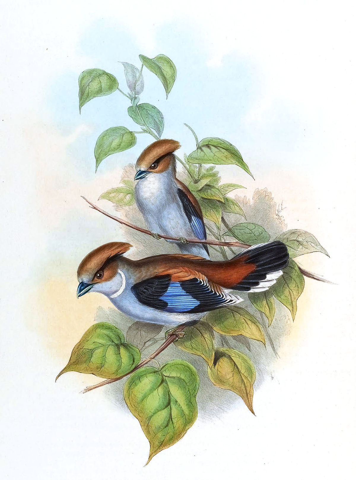 Eurylaime de Gould