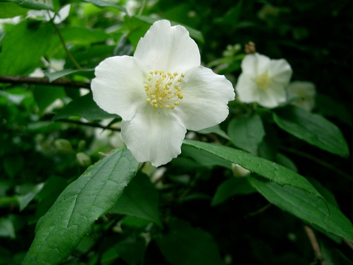 Philadelphus
