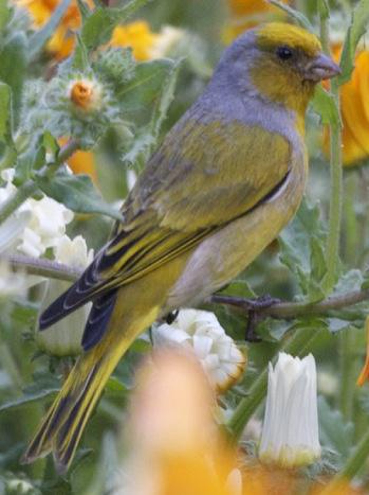 Serin du Cap