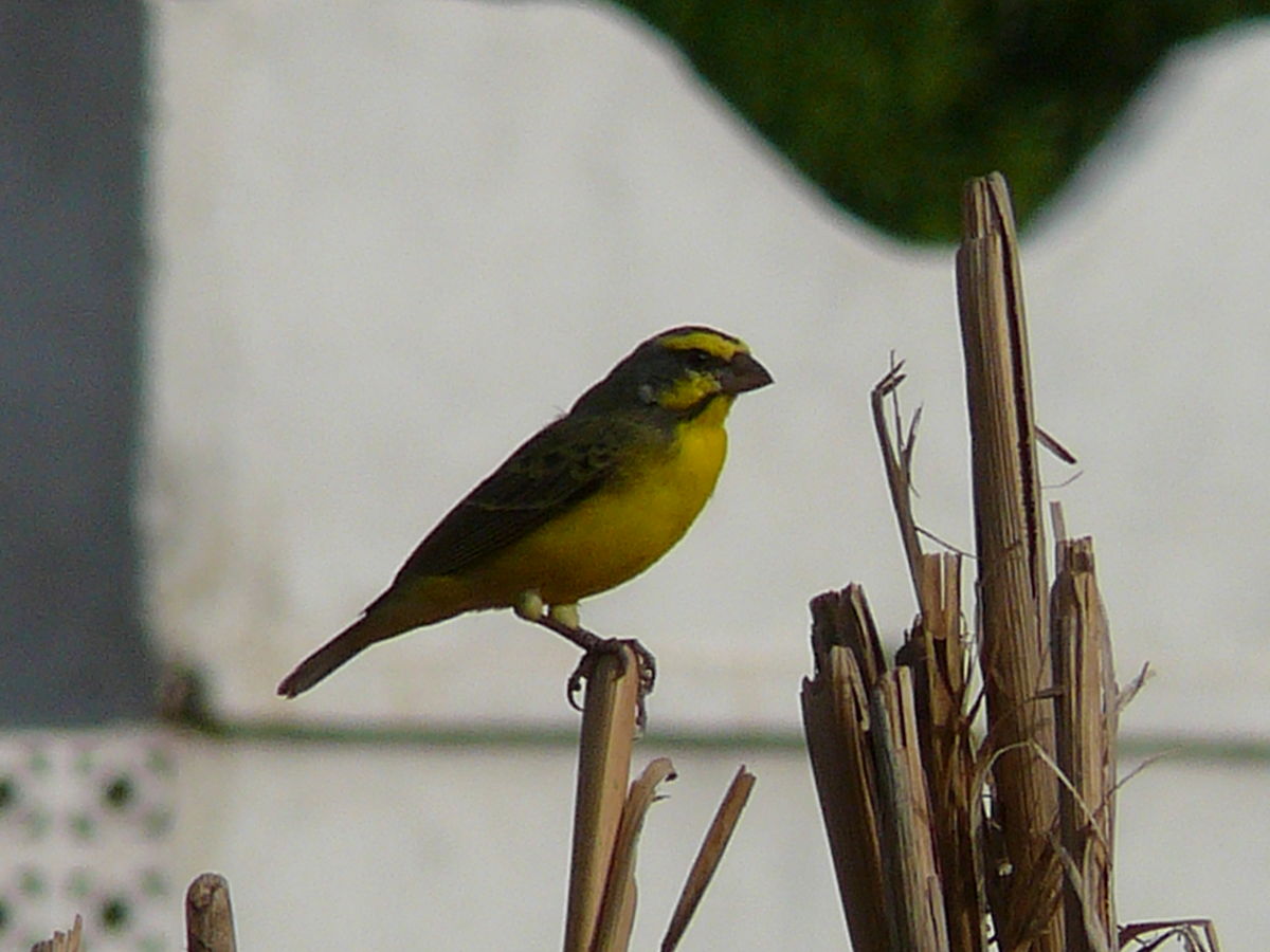 Serin du Mozambique