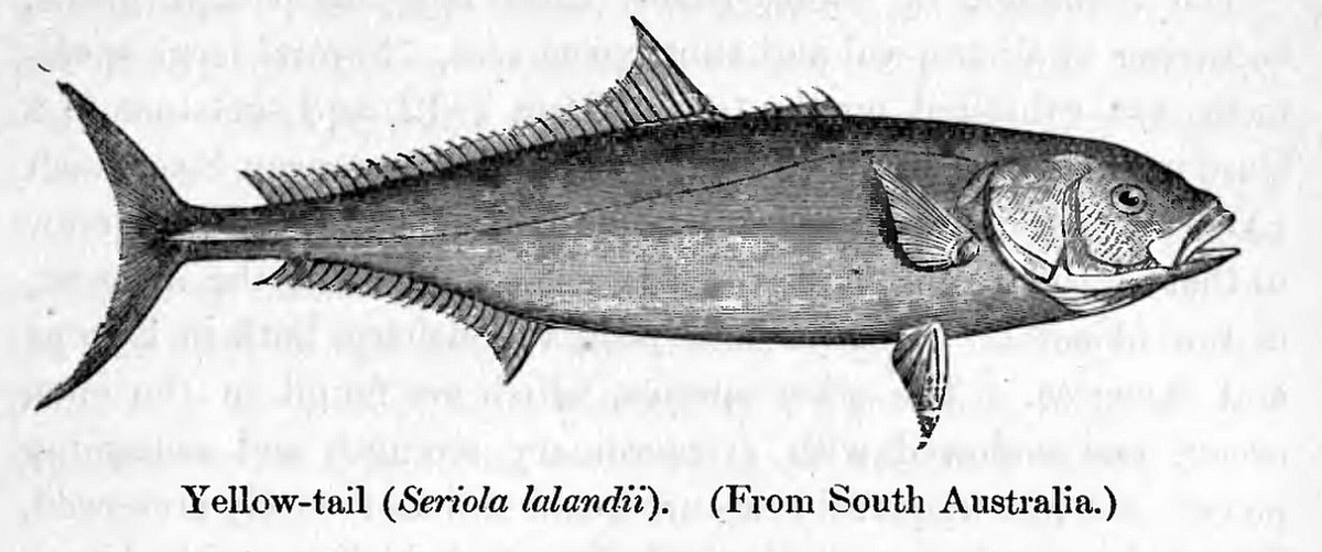 Seriola lalandi