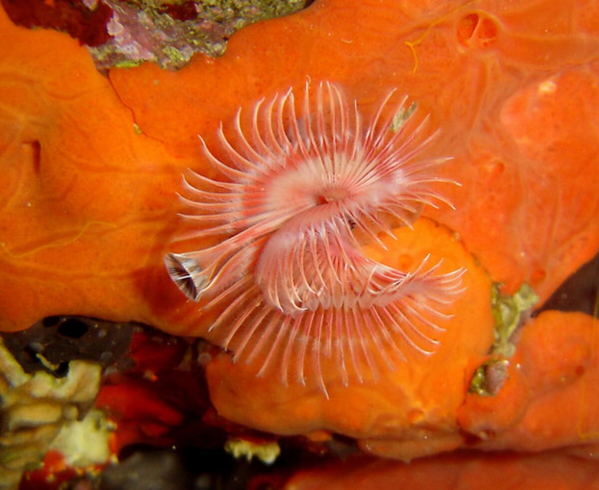 Annelida (classification phylogénétique)