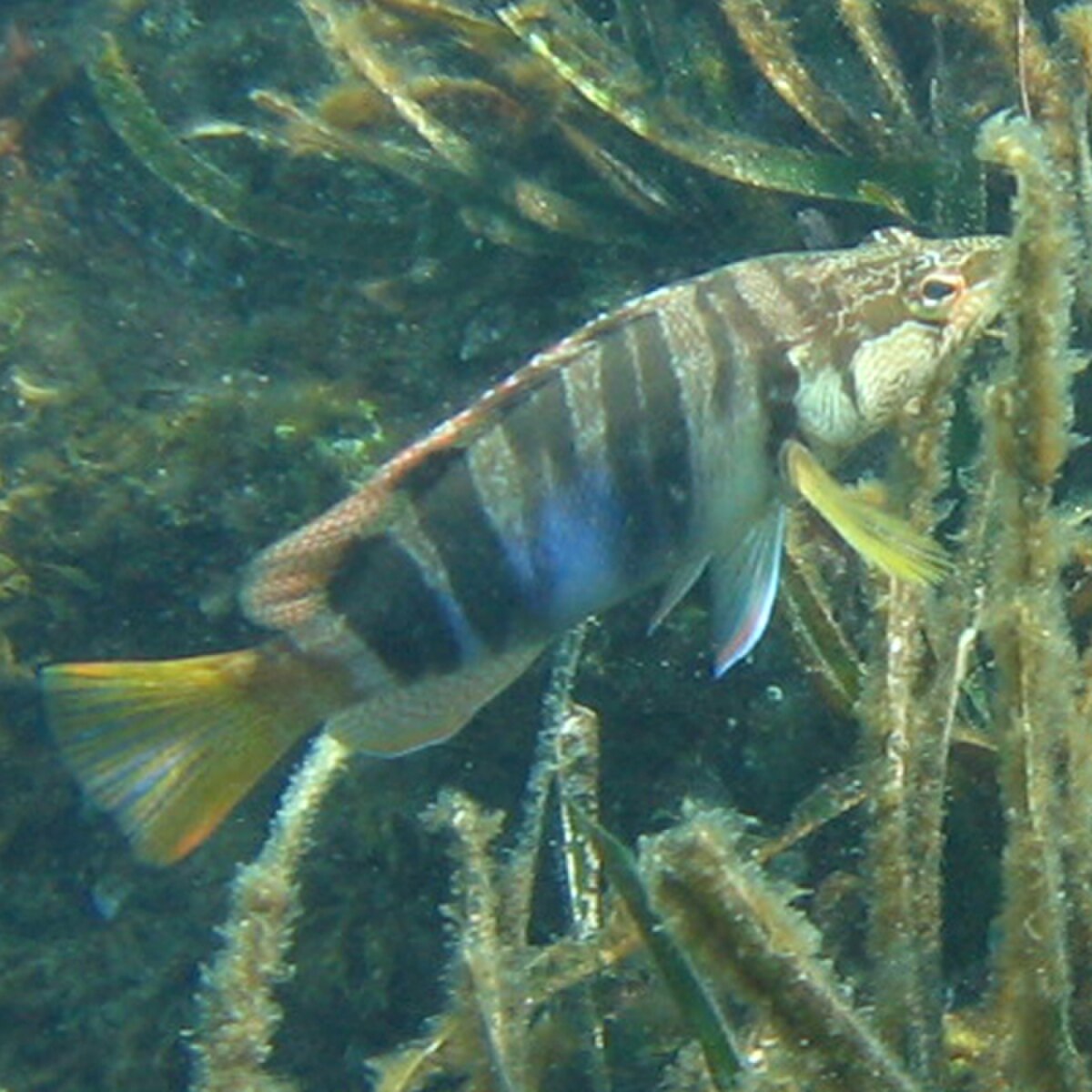 Serranus