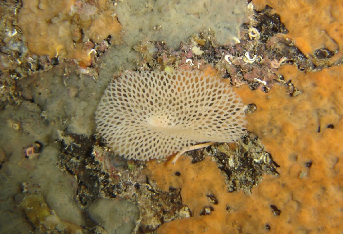 Gymnolaemata