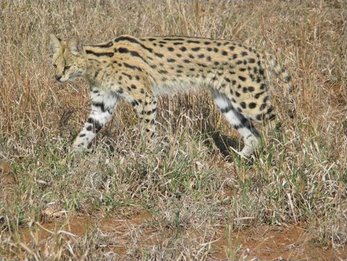 Serval