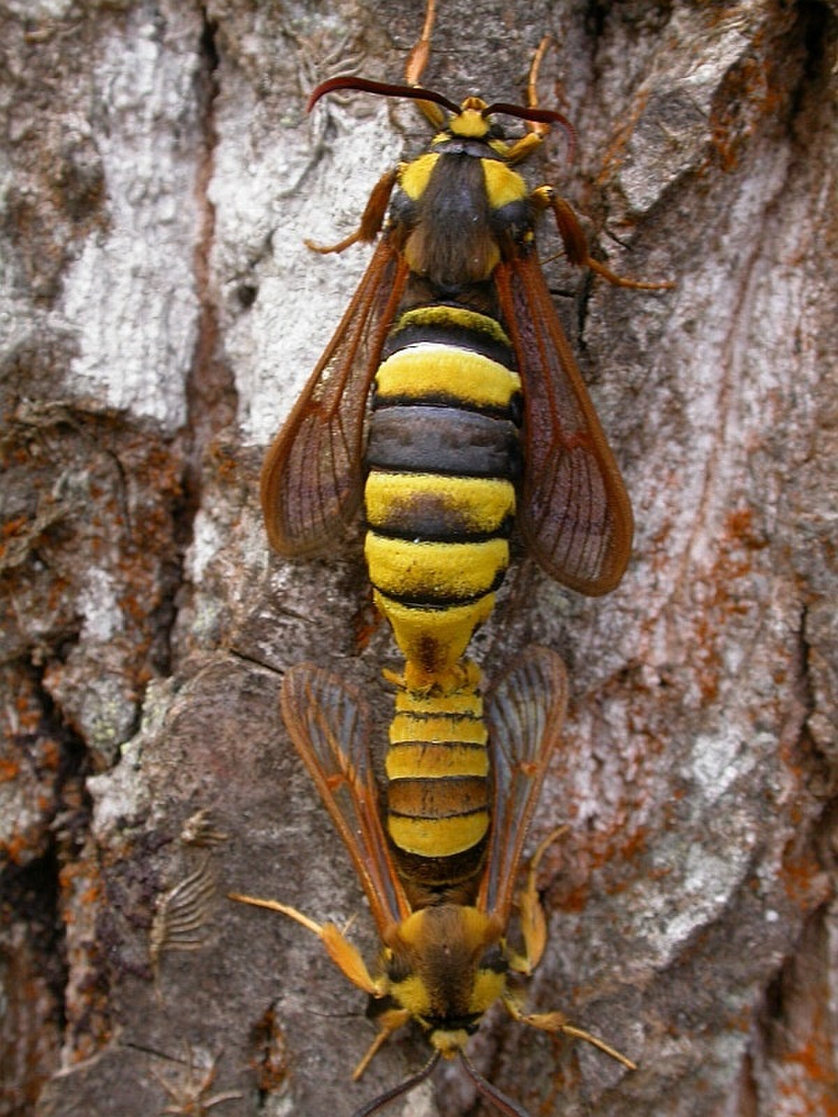 Sesiidae