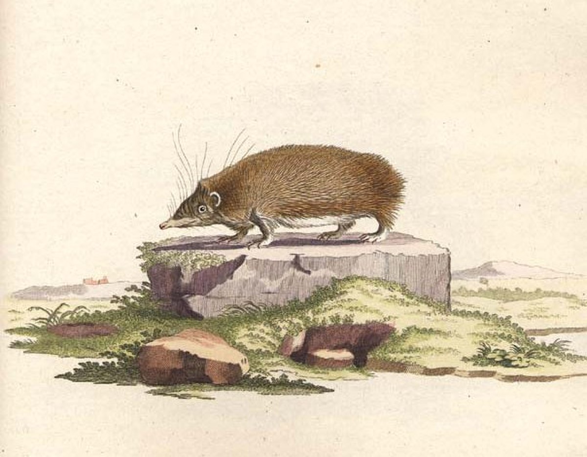 Tenrec