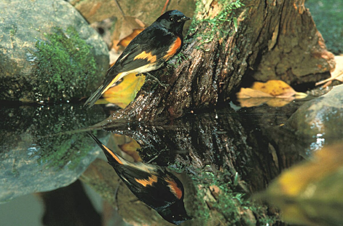 Paruline flamboyante