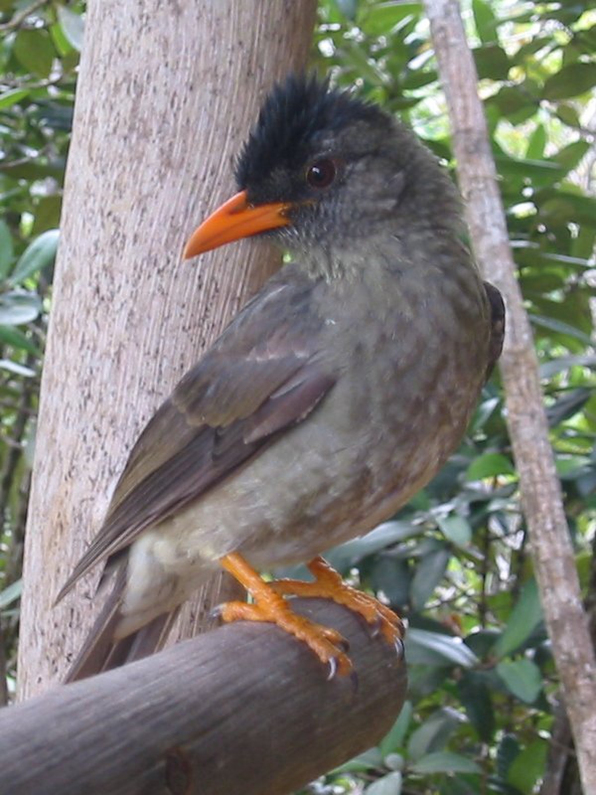 Pycnonotidae