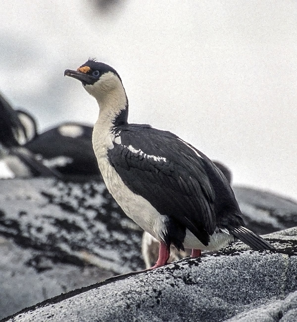 Cormoran impérial