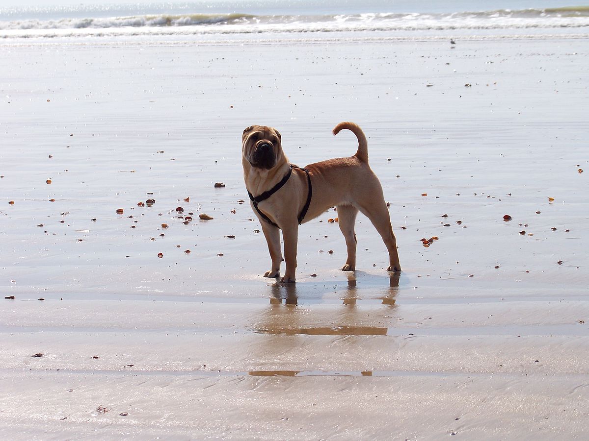 Shar pei Darling de la petite Cantate.jpg