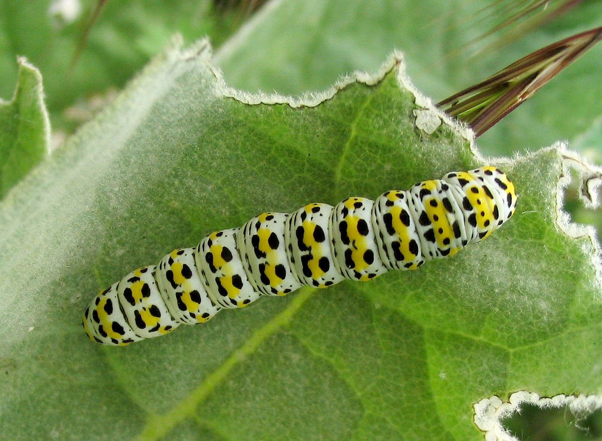 Shargacucullia