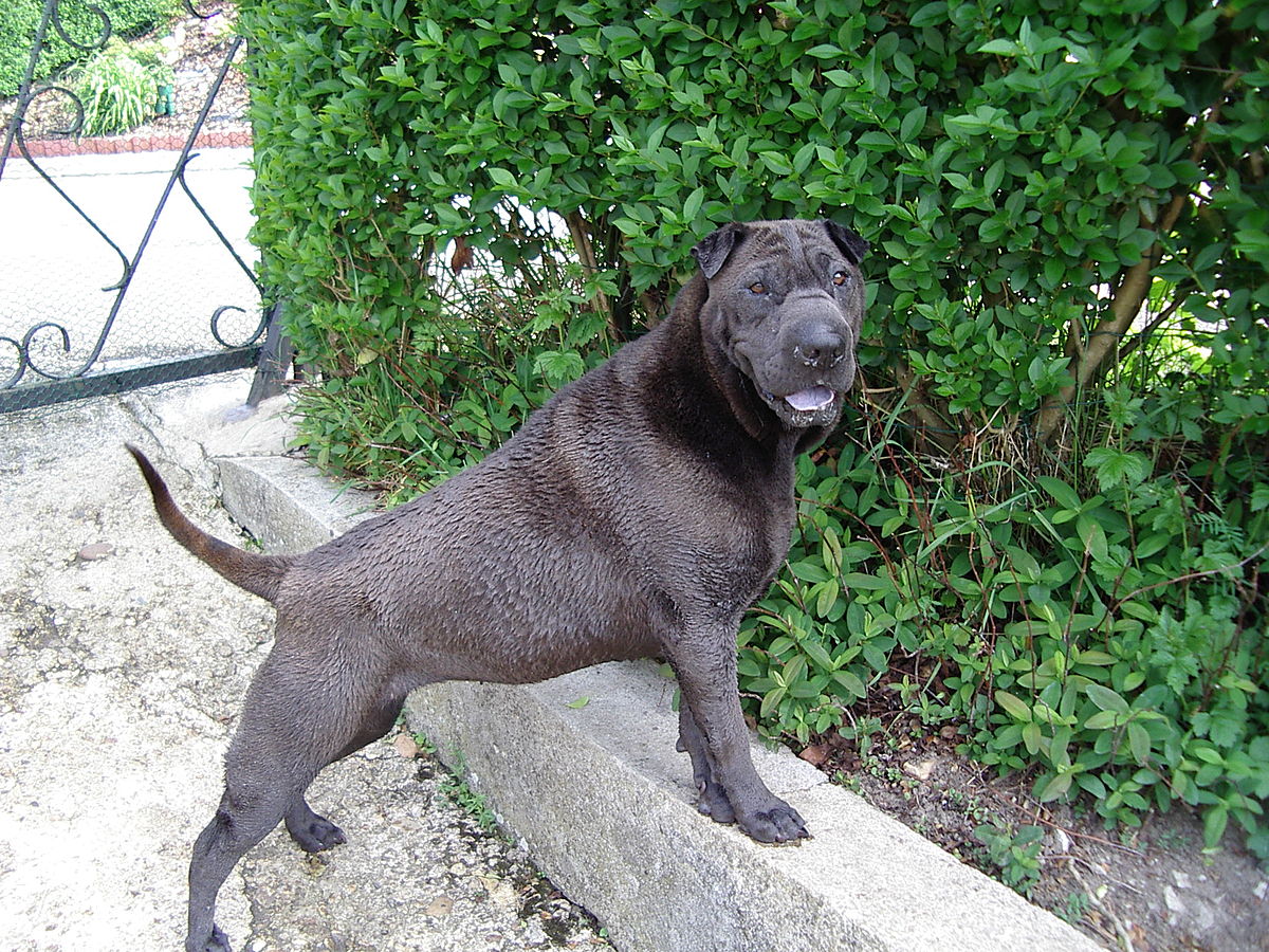 SHARPEI NINA1.JPG