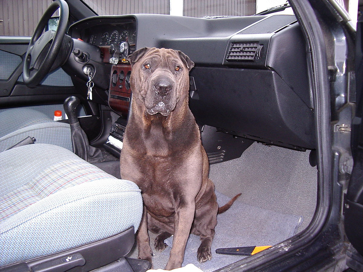 SHARPEI NINA.JPG