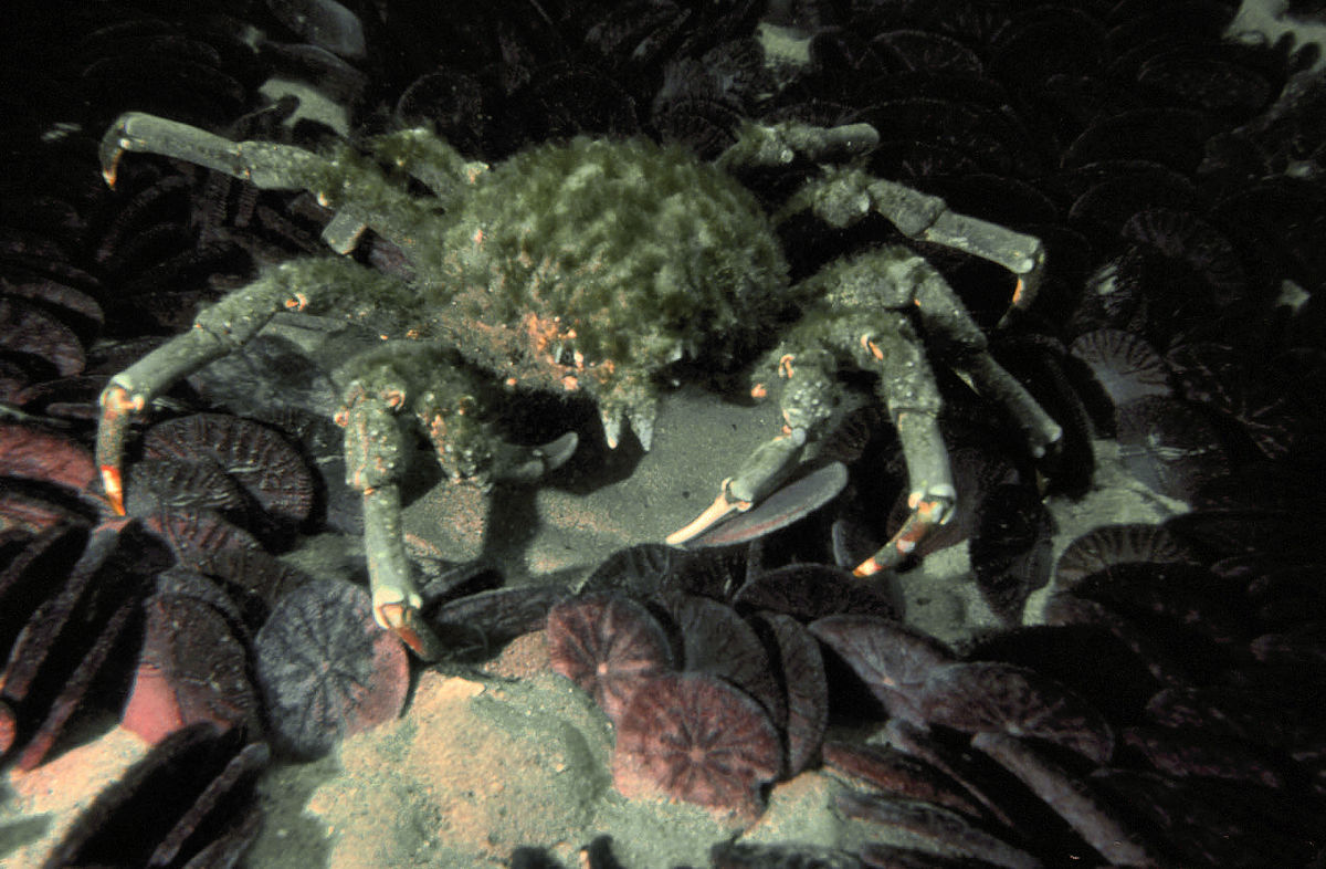 Pisinae