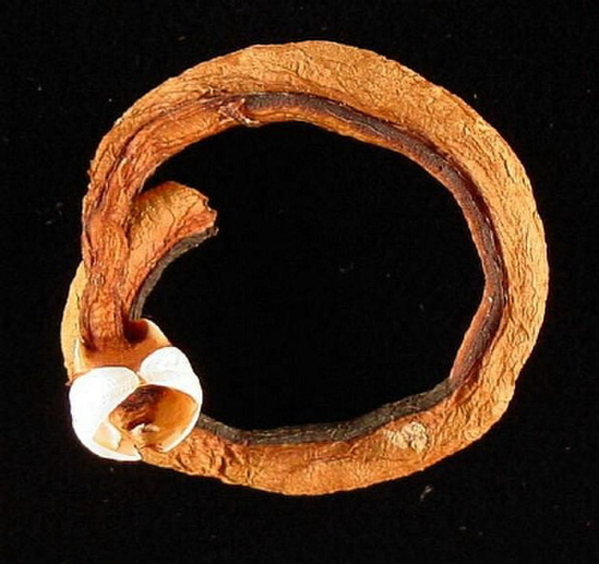 Teredinidae