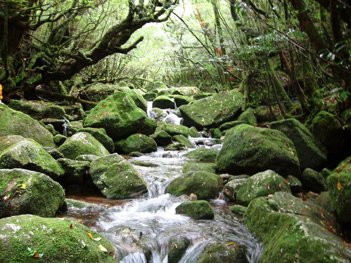 Shiratanisuiunkyo in Yaku Island Japan 001.JPG