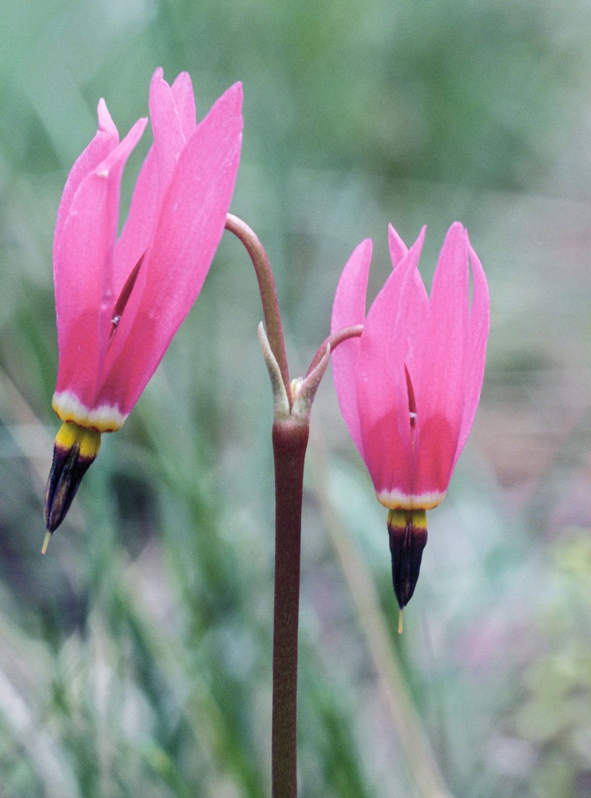 Dodecatheon