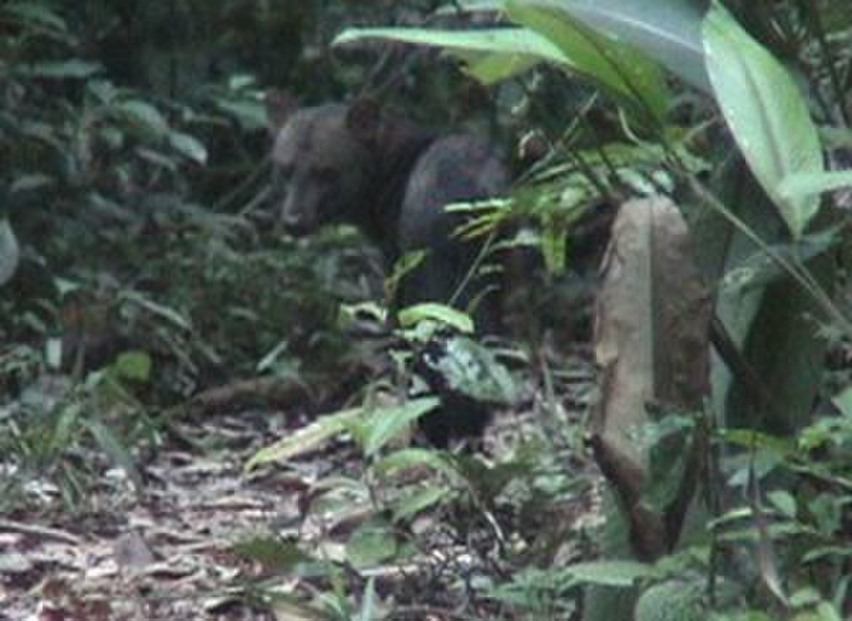 Chien des buissons aux oreilles courtes