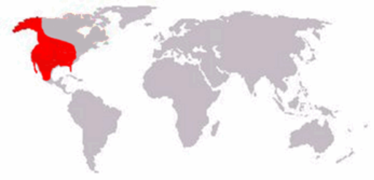 Short Faced Bear Range.png