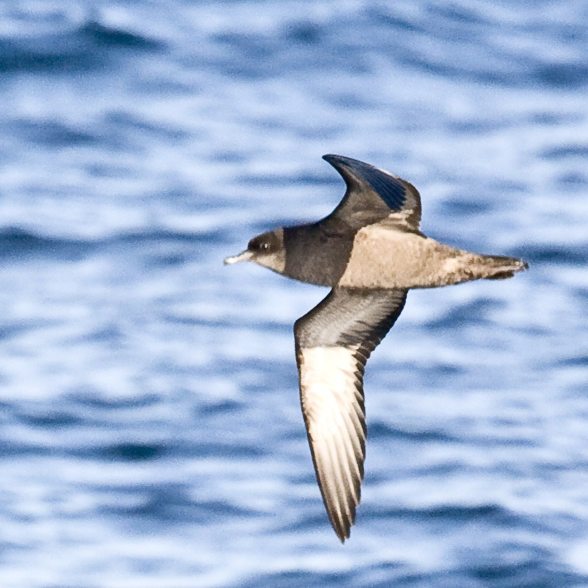 Short-tailed Shearwater.jpg