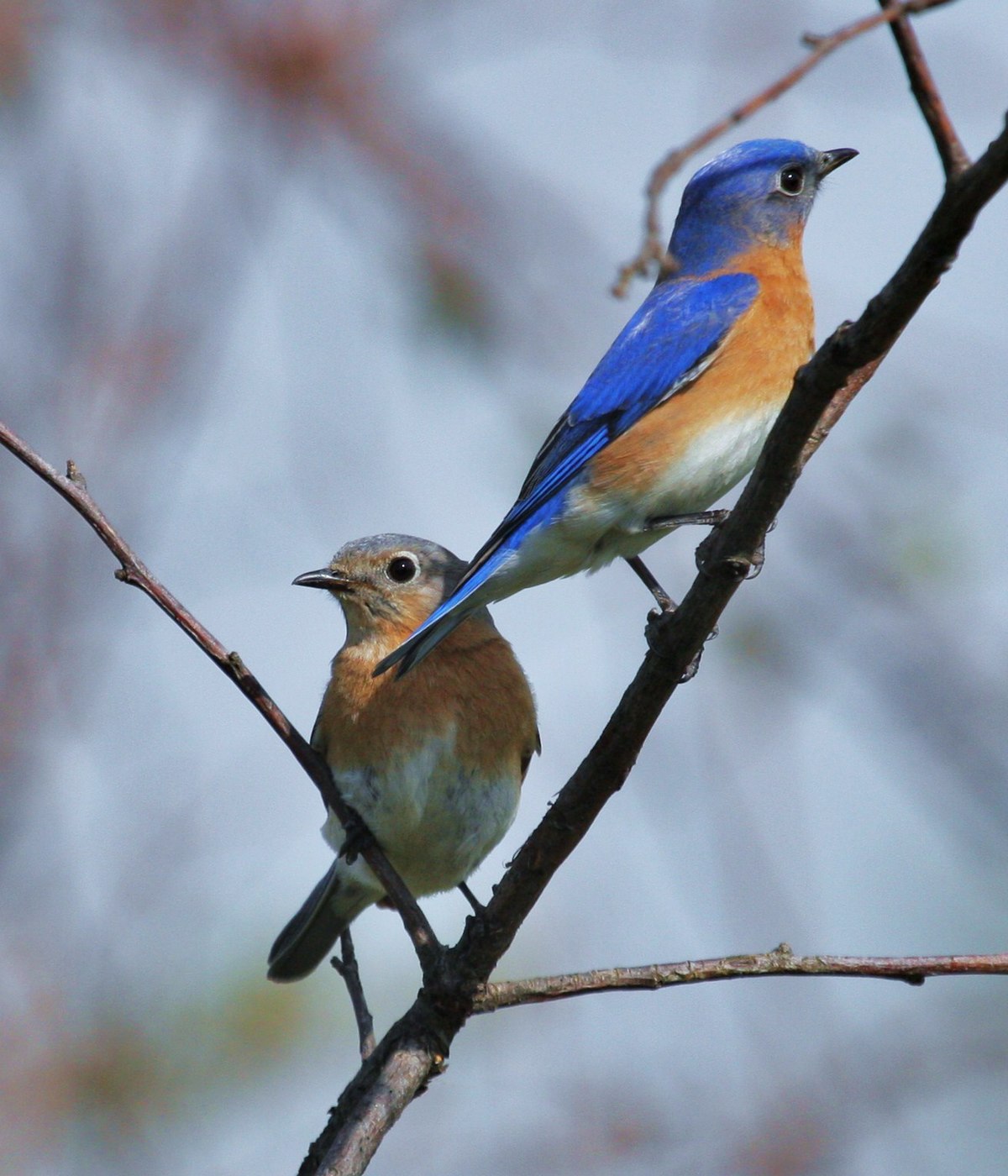 Sialia sialis -Michigan, USA -pair-8b.jpg