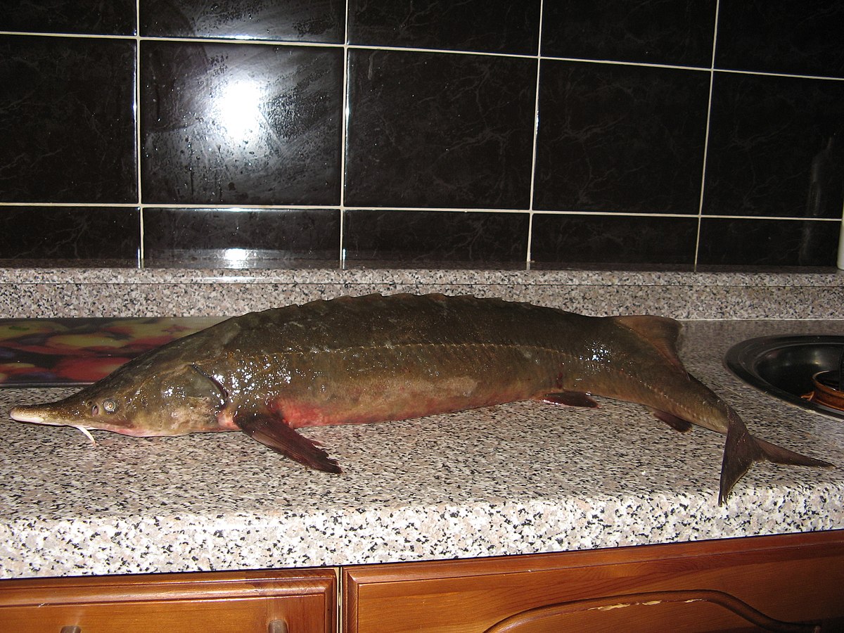 Siberian sturgeon.jpg