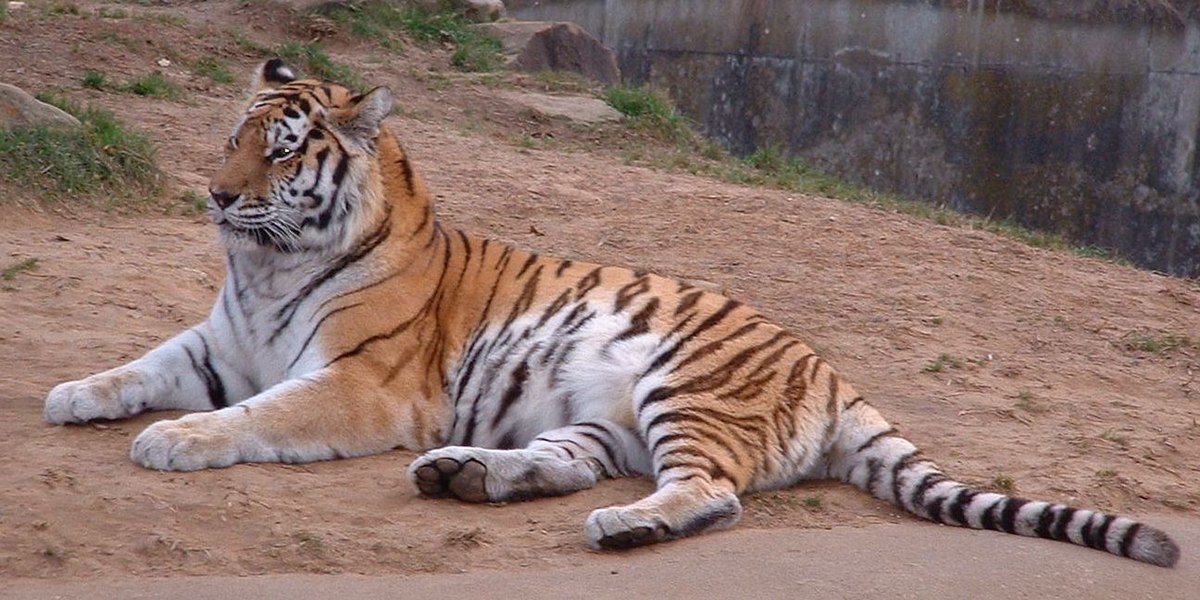 Tigre de Sibérie
