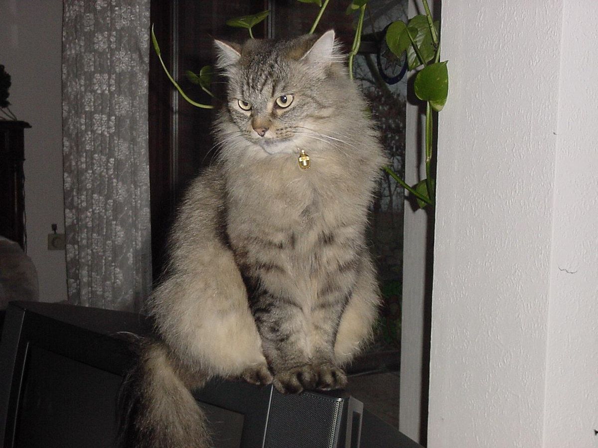 Sibérien